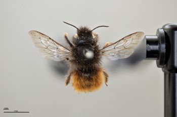 Media type: image;   Entomology 792489 Aspect: habitus dorsal view